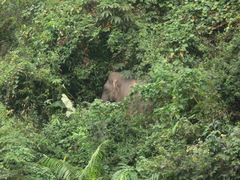 Elephas maximus