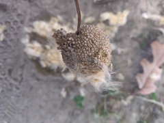 Platanus occidentalis