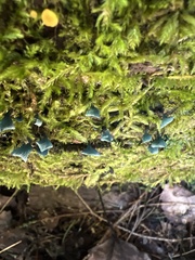 Chlorociboria aeruginascens
