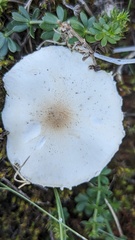 Lepiota erminea