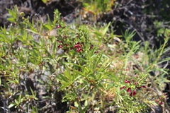 Lobelia polyphylla