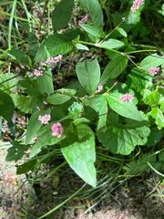 Persicaria longiseta