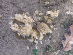 Platanus occidentalis