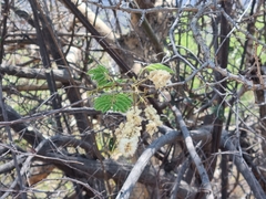 Senegalia erubescens