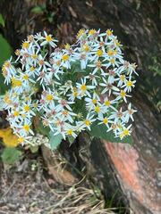 Eurybia