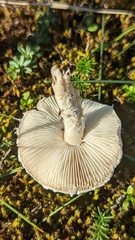 Lepiota erminea