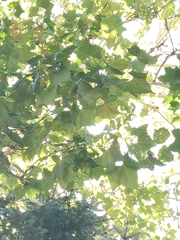 Platanus occidentalis