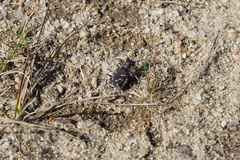 Cicindela tranquebarica