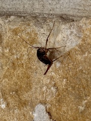 Tettigoniidea