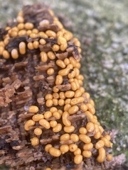 Trichia varia