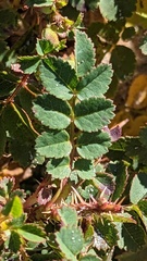 Rosa spinosissima
