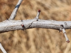 Senegalia erubescens