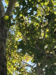 Platanus occidentalis