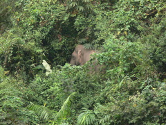 Elephas maximus
