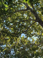 Platanus occidentalis