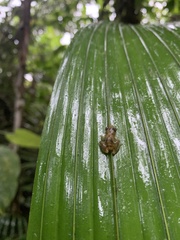 Diasporus diastema