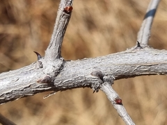 Senegalia erubescens