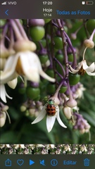 Diabrotica limitata