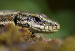 Aran Rock Lizard photo 4