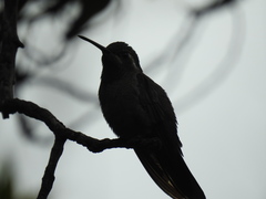Lampornis clemenciae