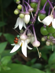 Diabrotica limitata