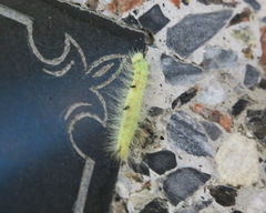 Acronicta leporina