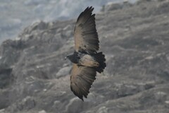 Geranoaetus melanoleucus