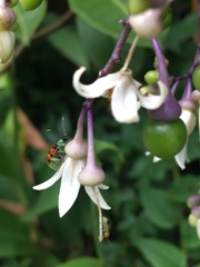 Diabrotica limitata