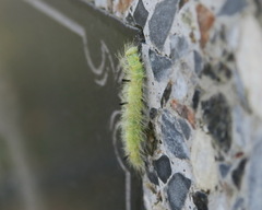 Acronicta leporina