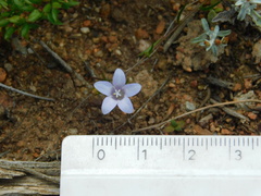 Campanulaceae