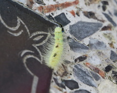 Acronicta leporina