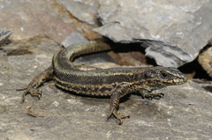 Aran Rock Lizard photo 1