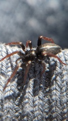 Trachyzelotes pedestris