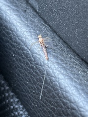 Insecta