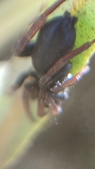 Trachyzelotes pedestris