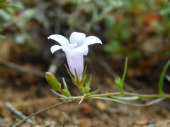 Campanulaceae