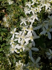 Clematis flammula
