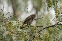 Glaucidium peruanum