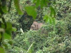 Elephas maximus