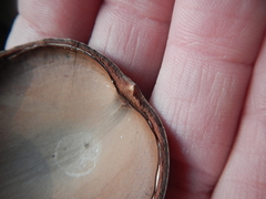 Mora excelsa