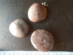 Mora excelsa