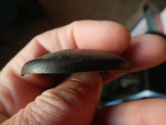 Mora excelsa