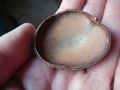 Mora excelsa