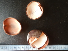 Mora excelsa