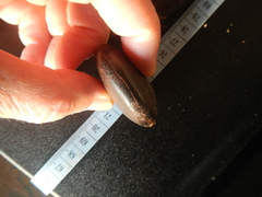 Mora excelsa
