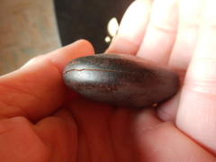 Mora excelsa