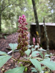 Phytolacca