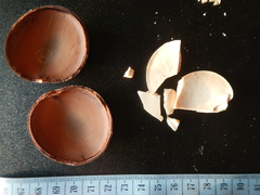 Mora excelsa