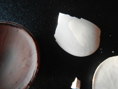 Mora excelsa