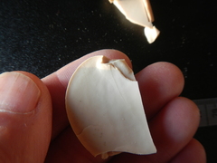 Mora excelsa
